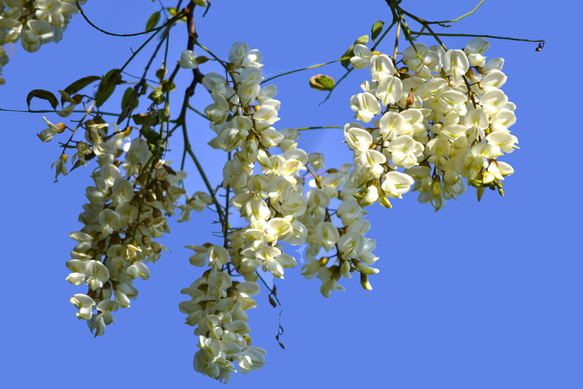 Белая акация - Nina Streapan Белая акация - Nina Streapan