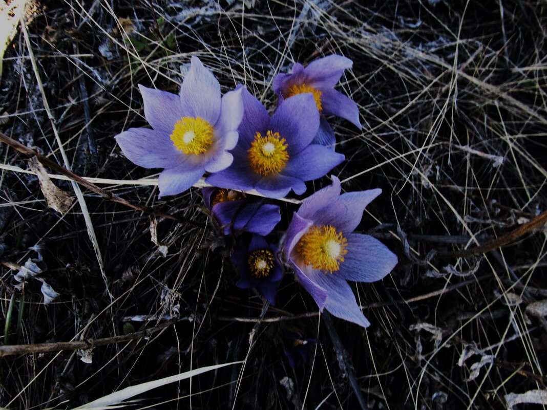 прекрасная сон-трава - Елена Шаламова прекрасная сон-трава - Елена Шаламова