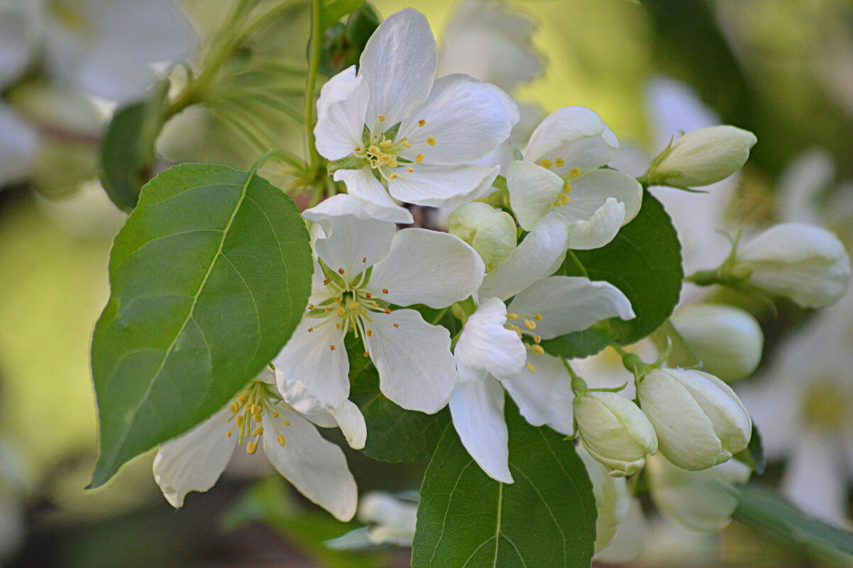Яблонька декоративная - Татьяна Лютаева