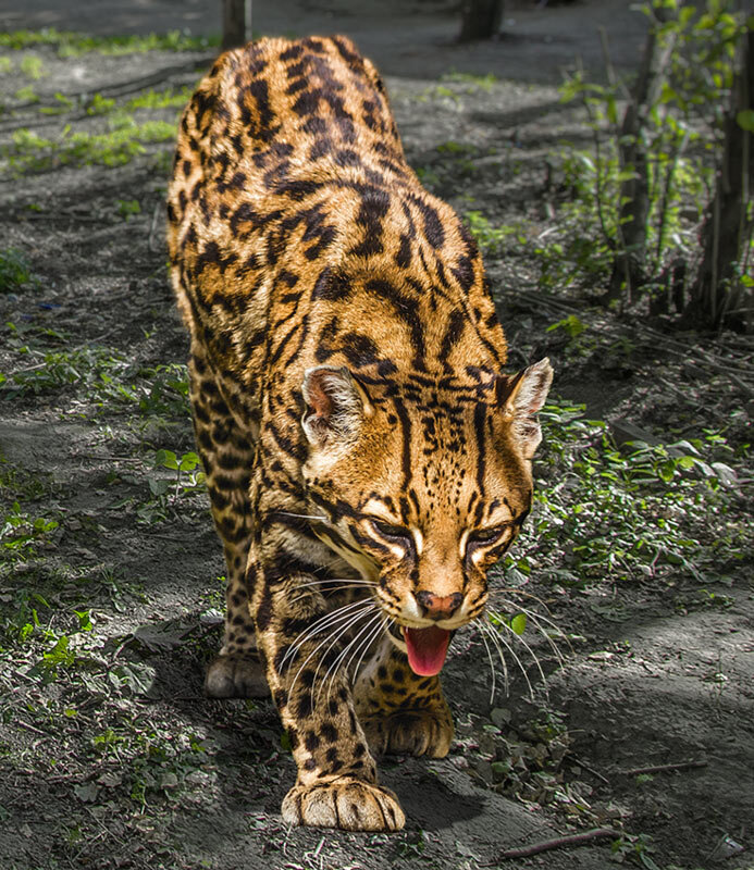 Оцелот - SanSan 