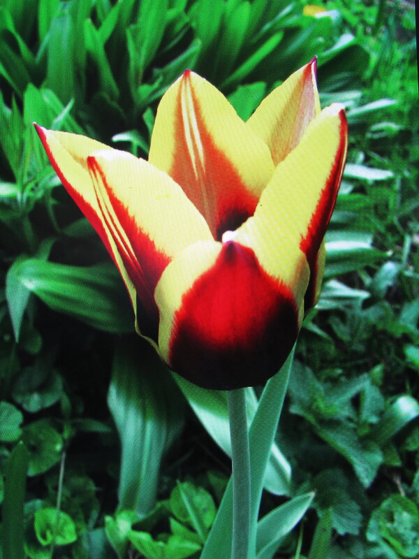 Красавец - Людмила Смородинская