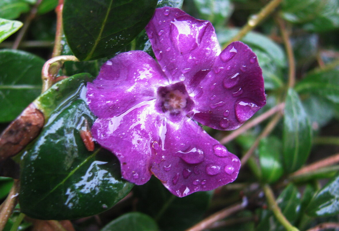 После дождя - Людмила Смородинская После дождя - Людмила Смородинская