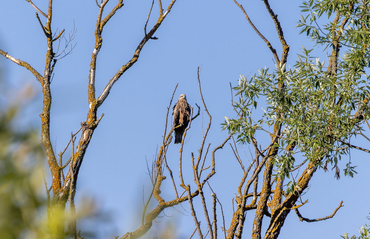 черный коршун - юрий макаров черный коршун - юрий макаров