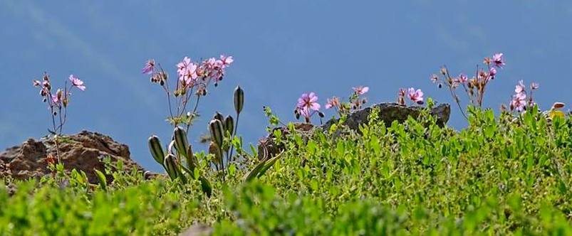 НАШИ ПРОГУЛКИ. - Виктор Осипчук