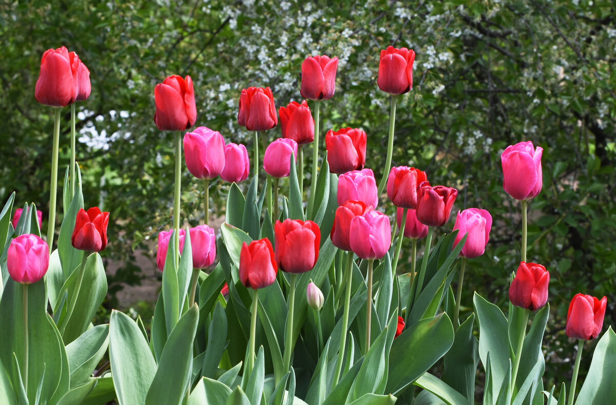 Весна в Ботаническом... - Наташа ***** Весна в Ботаническом... - Наташа *****