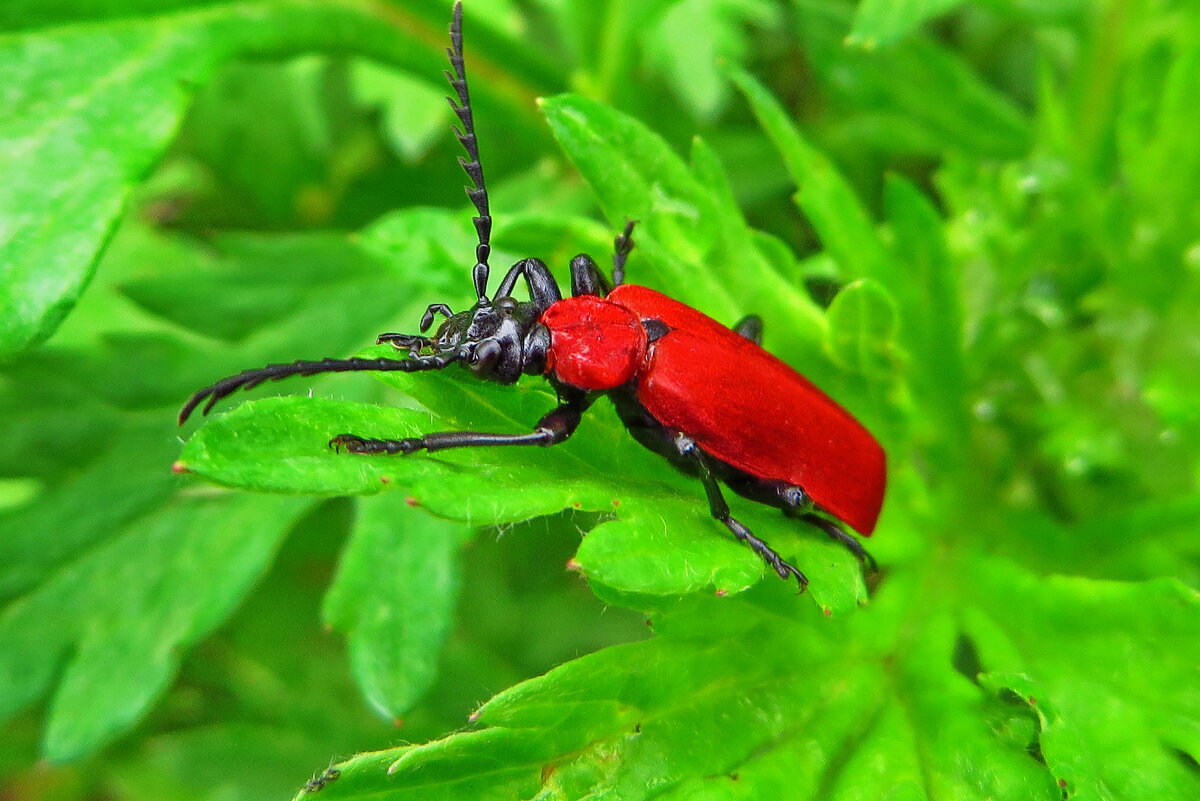 Жук. - Ivan Vodonos Жук. - Ivan Vodonos