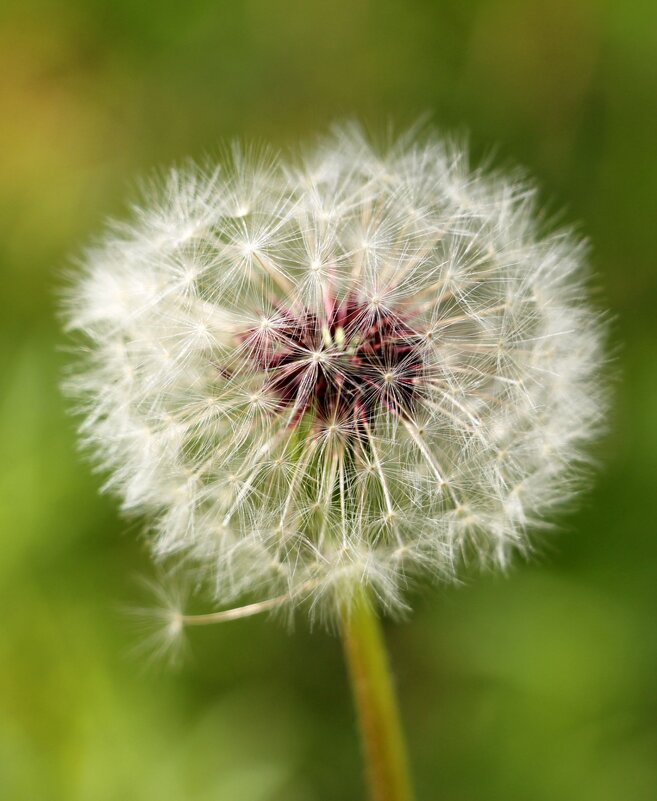 Taráxacum - Олегъ Петрович