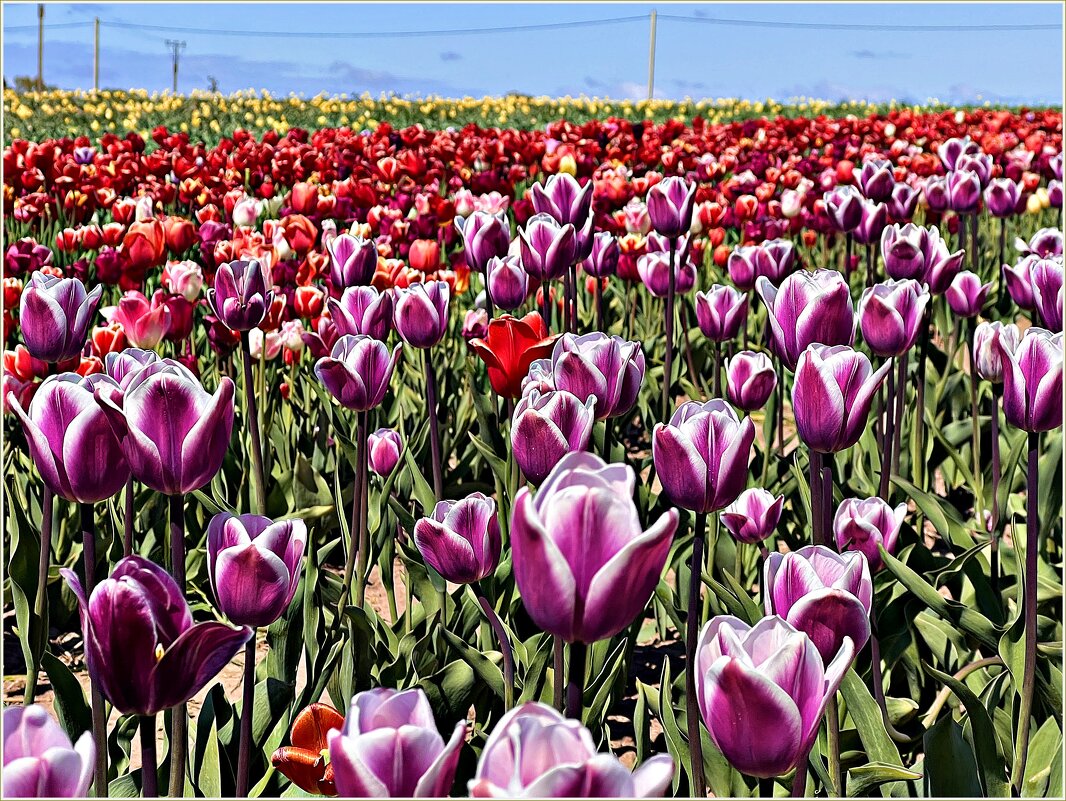 На тюльпановых полях. - Валерия Комова На тюльпановых полях. - Валерия Комова
