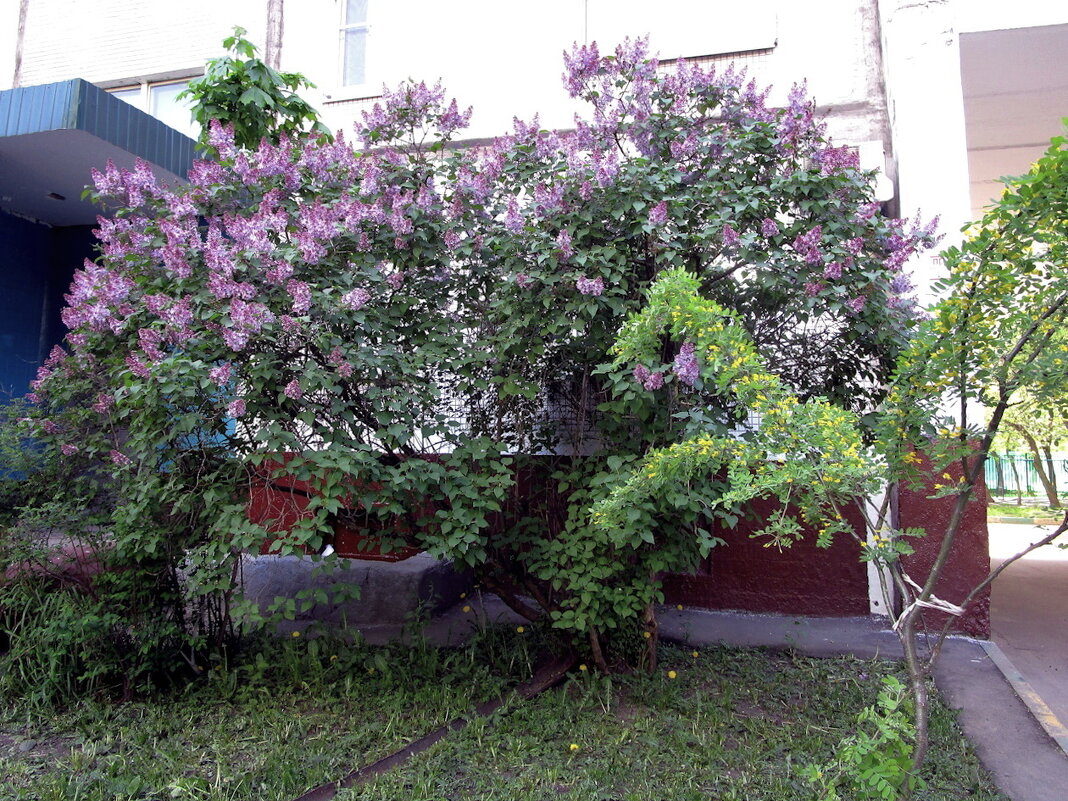 Сирень во дворе. - Ольга Довженко