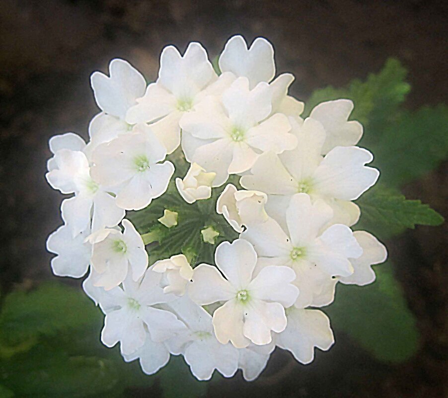 Весеннее - Елена Семигина Весеннее - Елена Семигина