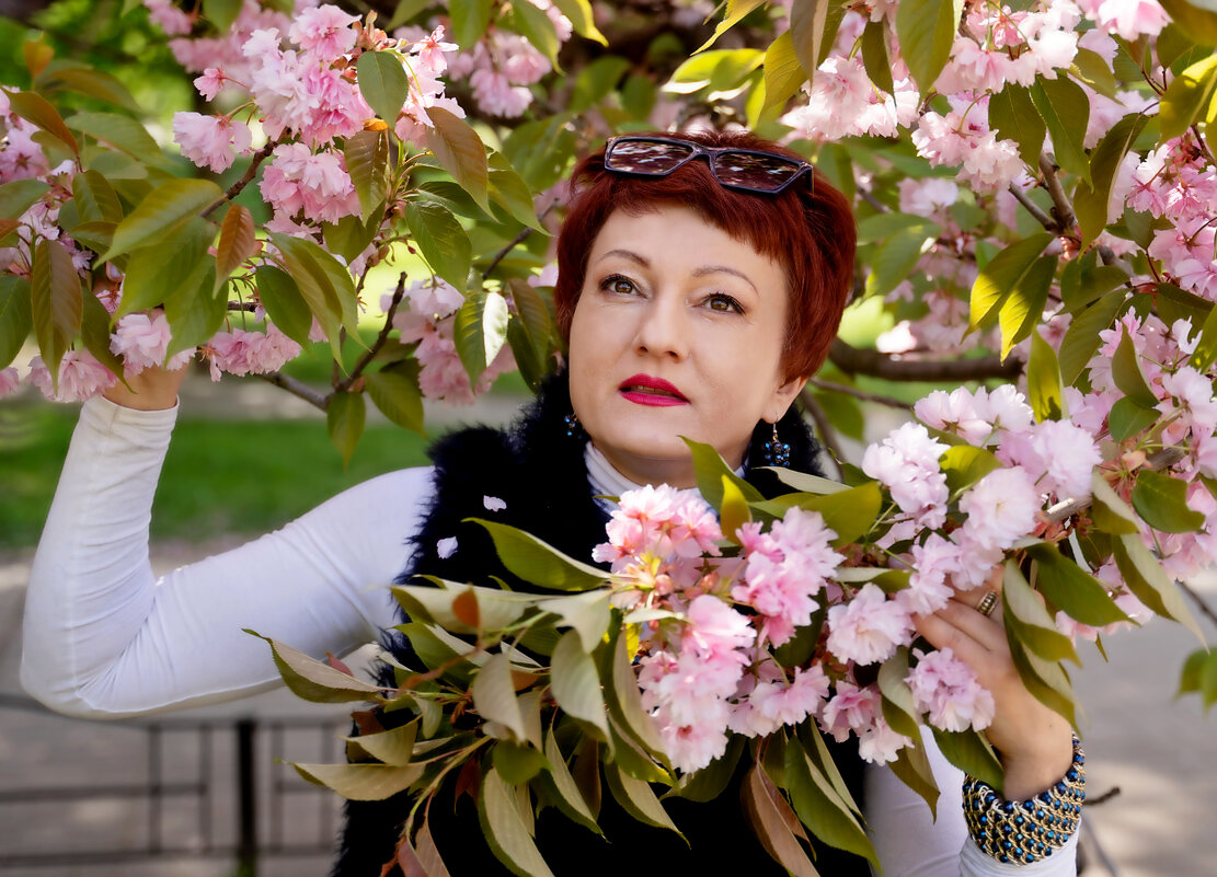 Сакуры - Лана Сакуры - Лана