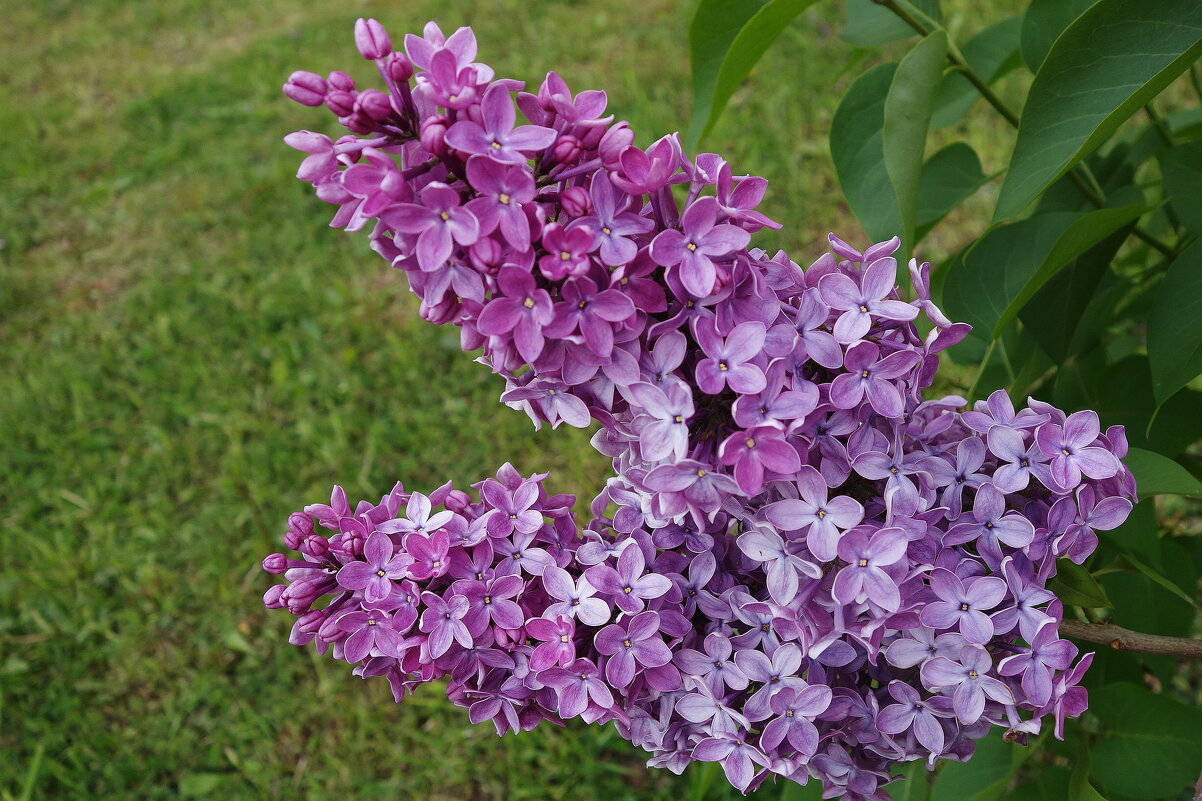 Цветет сирень - Рита Симонова Цветет сирень - Рита Симонова