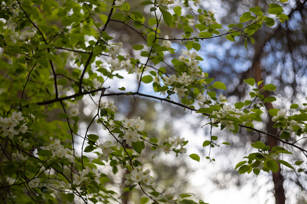 Ветки яблони на фоне неба - Александр Синдерёв