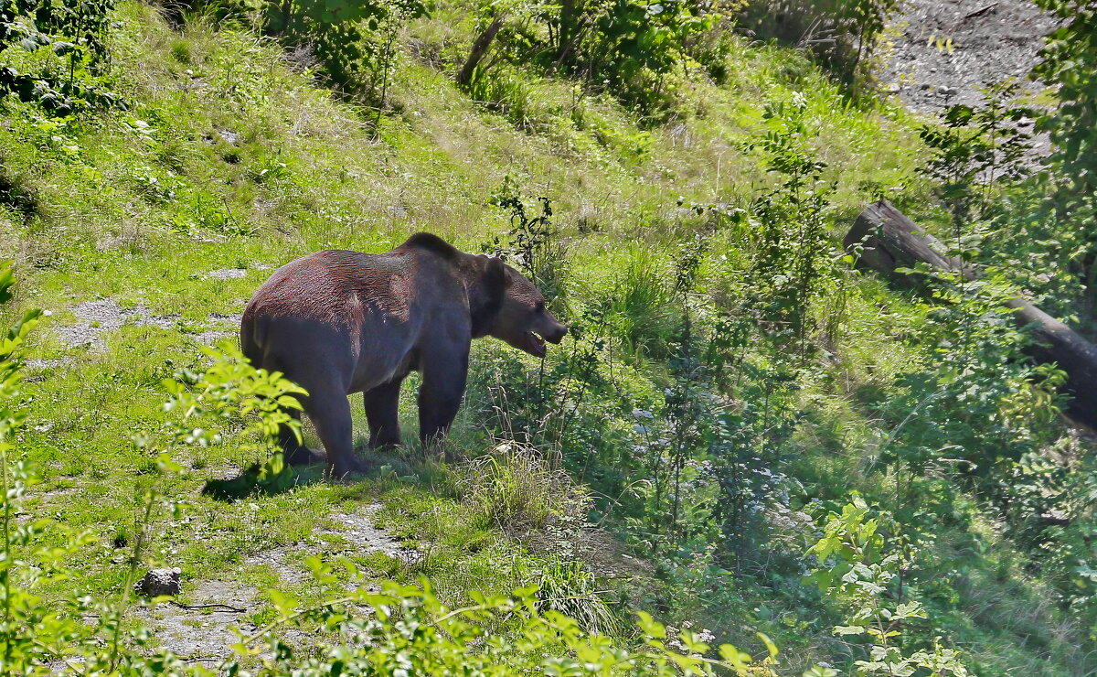 Символ Берна живет в центре Берна Швейцария - Sergey Grim