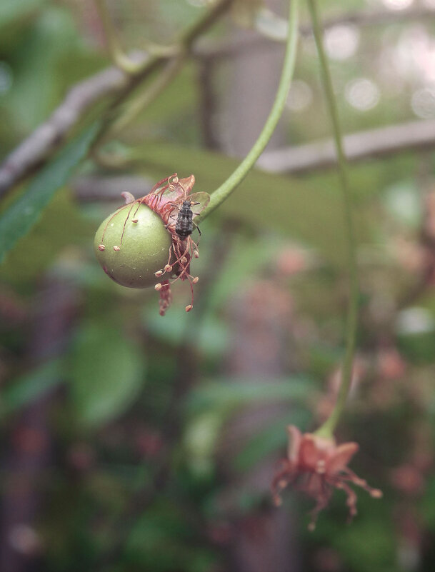 *** - Лера *** - Лера