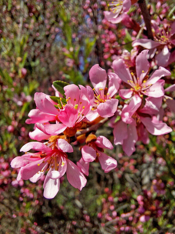 Миндаль расцветает - Ирина Румянцева