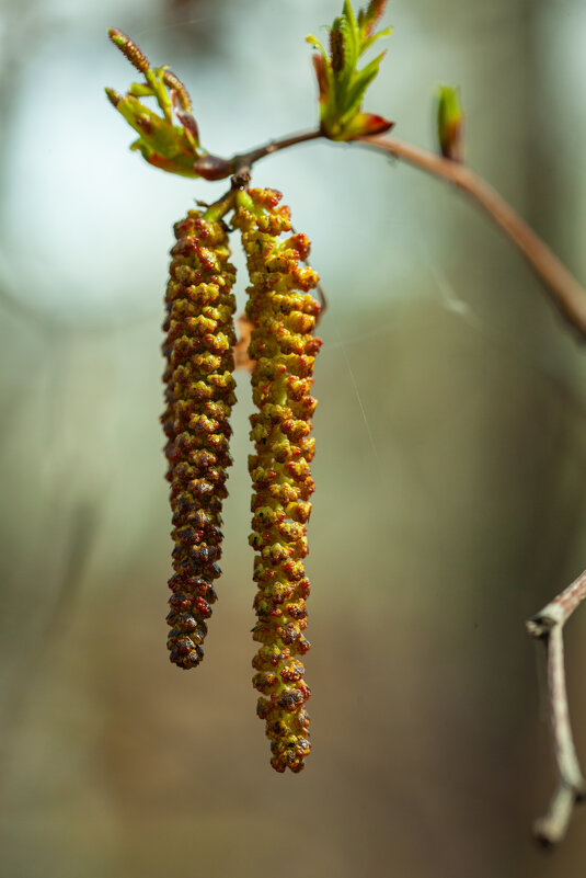 сережки - Denis Doroshenko