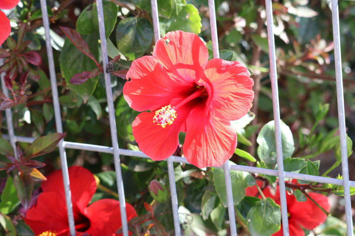 Китайская роза - Аркадий Басович Китайская роза - Аркадий Басович