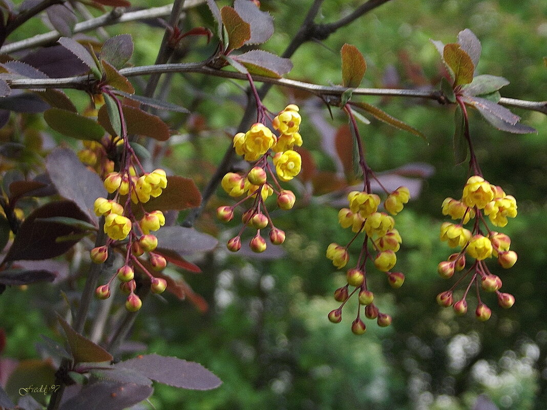 Барбарис - Freddy 97 Барбарис - Freddy 97