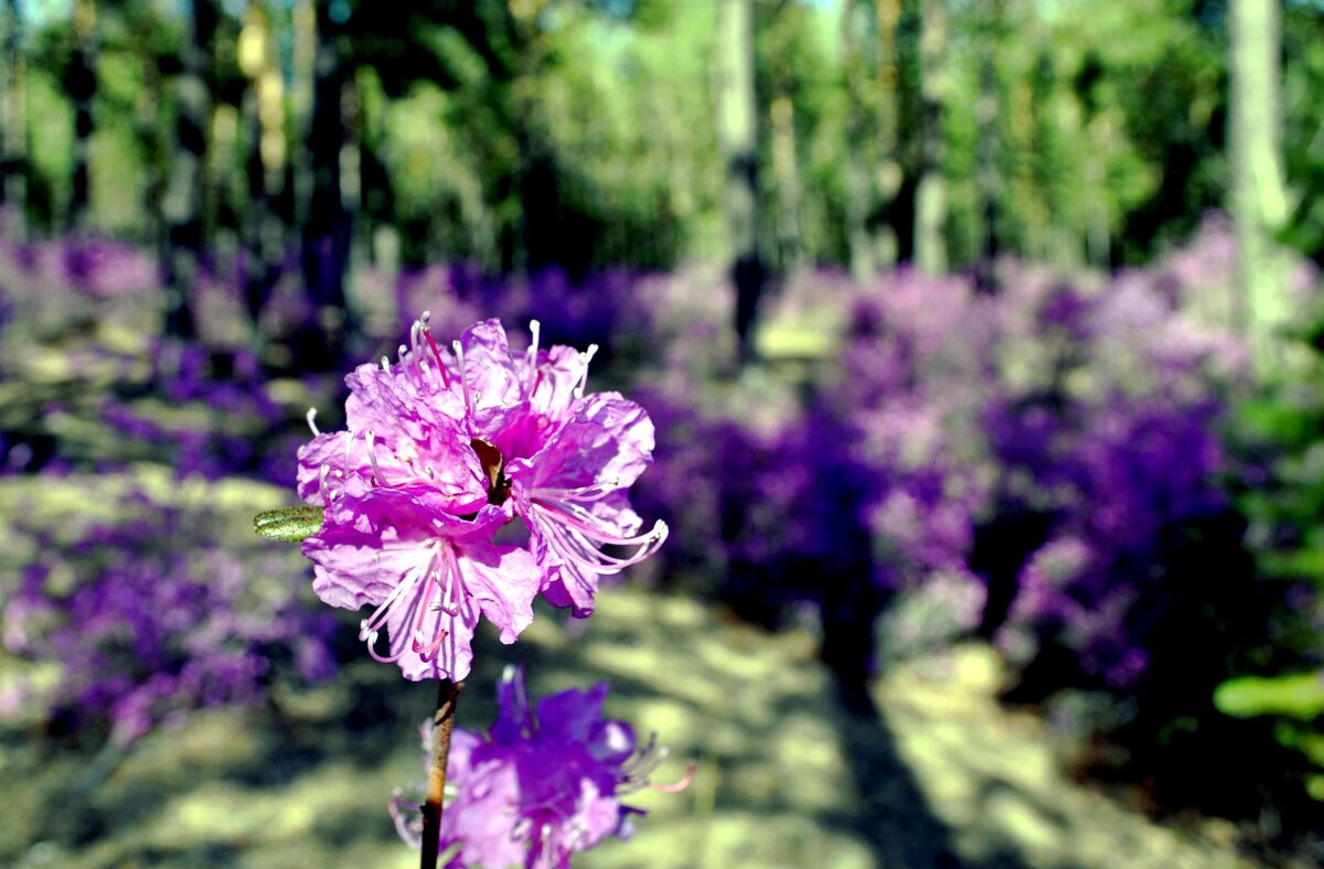 Цветок багульника - Мишель71 Цветок багульника - Мишель71