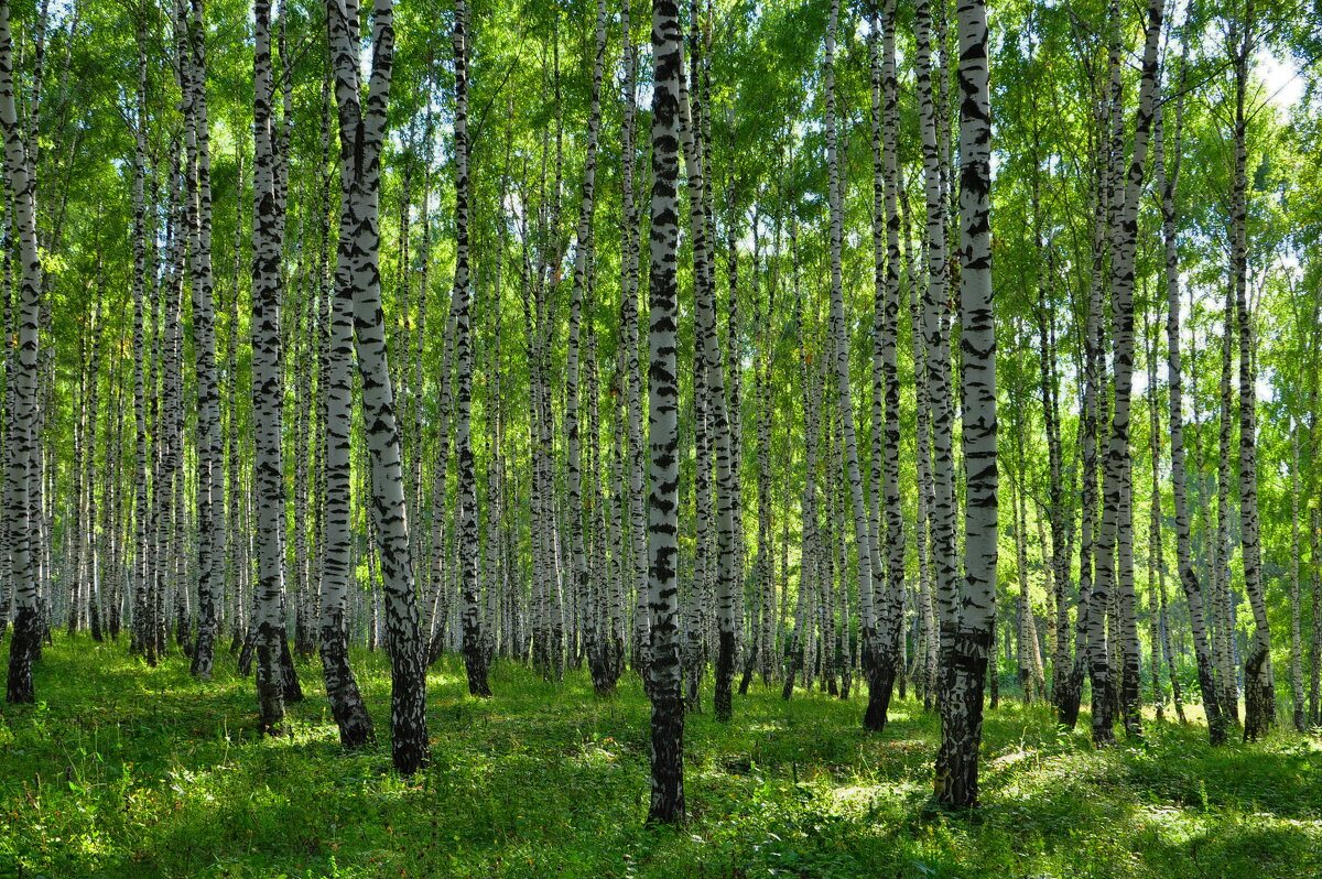 Берёзовый лес. - Михаил Колосов Берёзовый лес. - Михаил Колосов