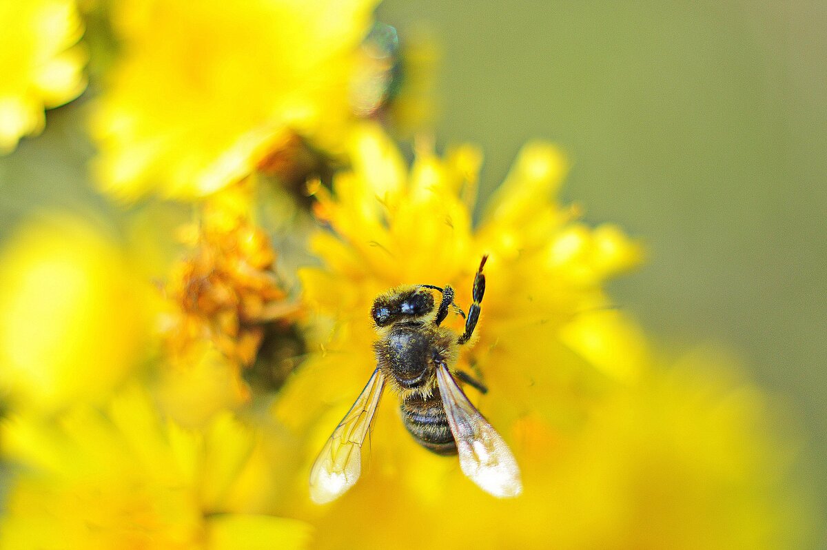 Сбор нектара. - Михаил Колосов 