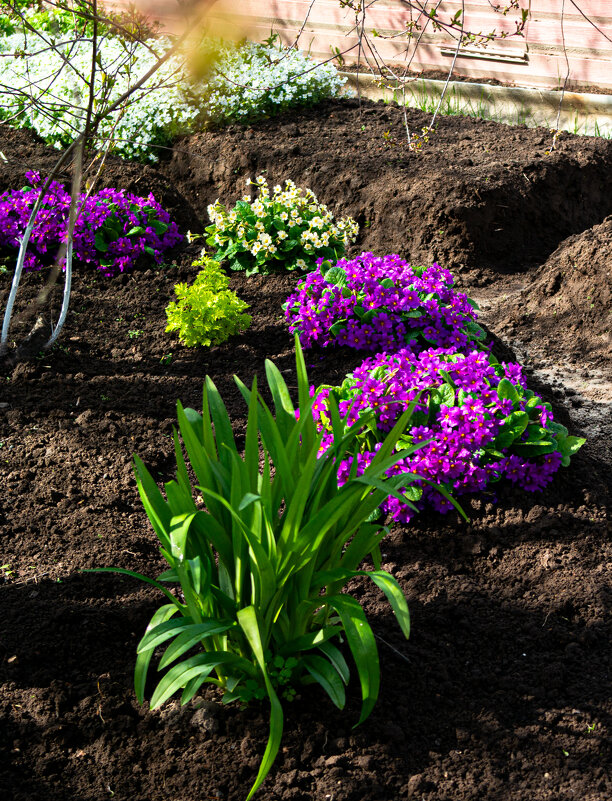 Клумба - Светлана Мишенёва