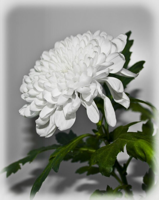 Хризантема - Елена 