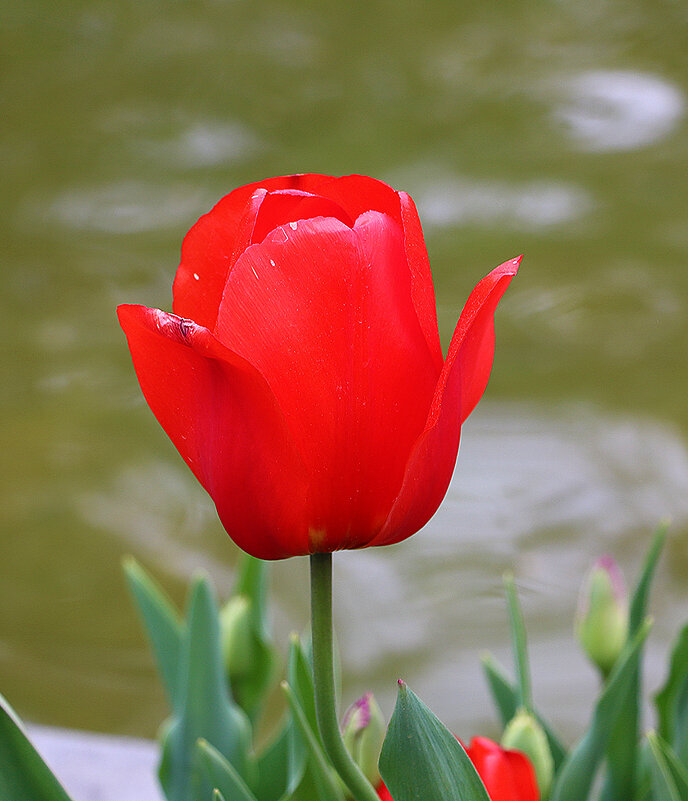 Тюльпаны Аптекарского - Светлана Тюльпаны Аптекарского - Светлана