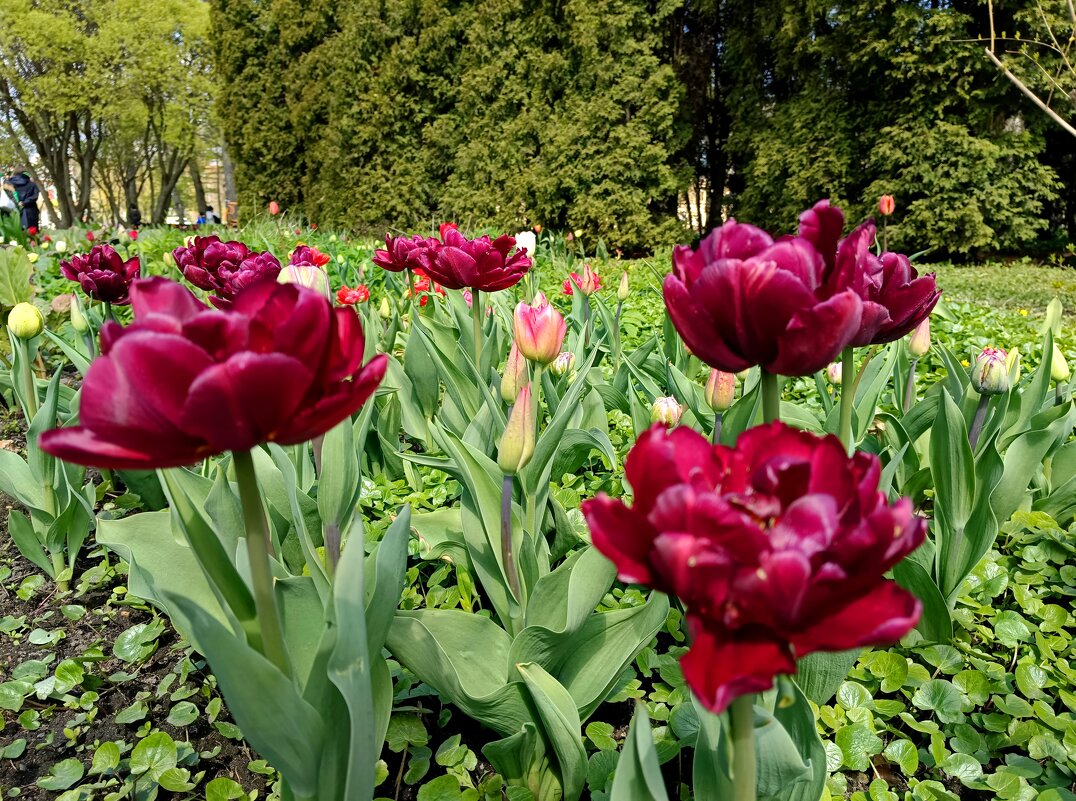 Тюльпаны тёмно-бордовые - Мария Васильева