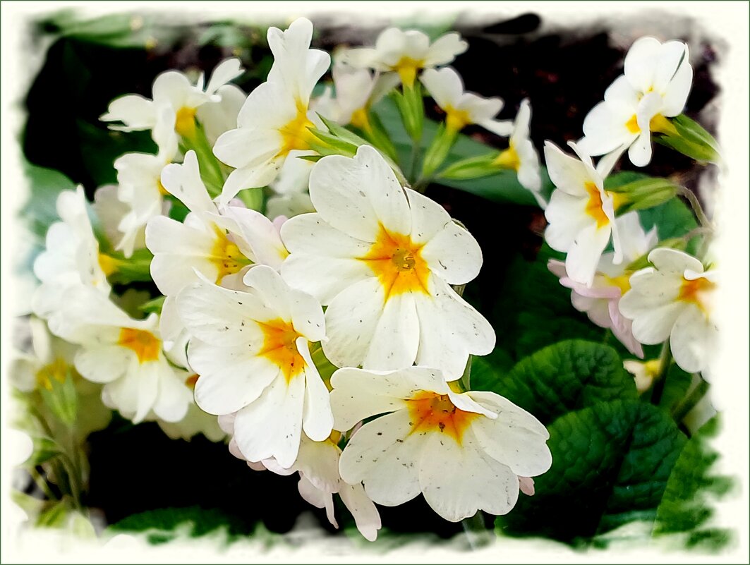 Примула. - Лия ☼