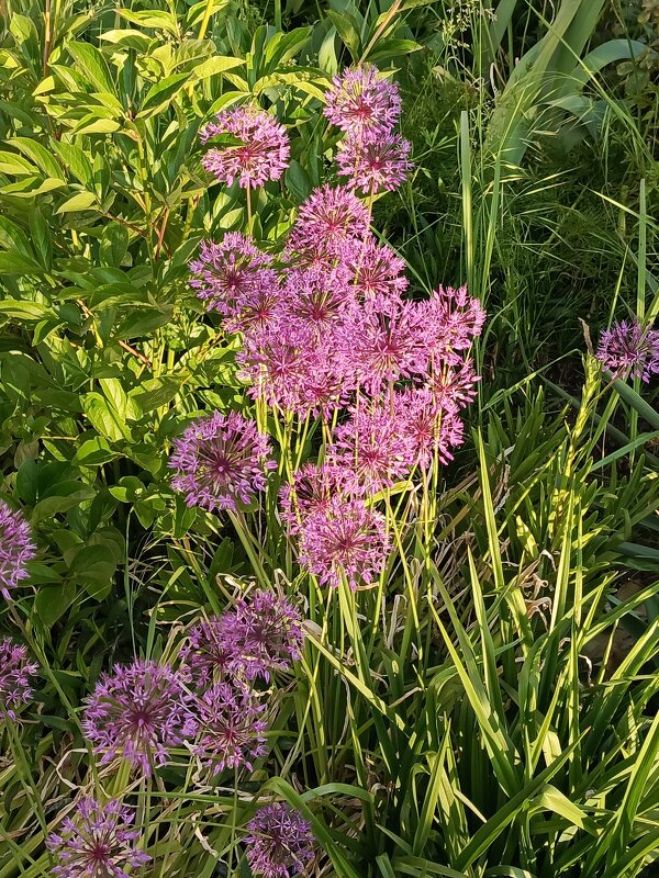 Дикий лук - Татьяна Пальчикова Дикий лук - Татьяна Пальчикова