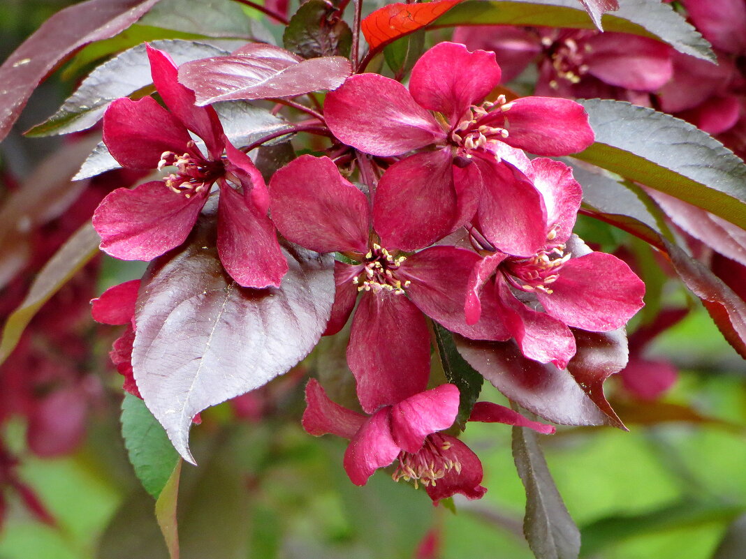 Лучше нету того цвету, когда яблоня цветет... - Александр Чеботарь Лучше нету того цвету, когда яблоня цветет... - Александр Чеботарь