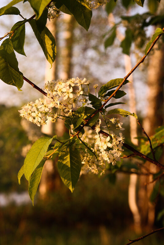 Ох черёмуха ... - Евгения Каравашкина Ох черёмуха ... - Евгения Каравашкина