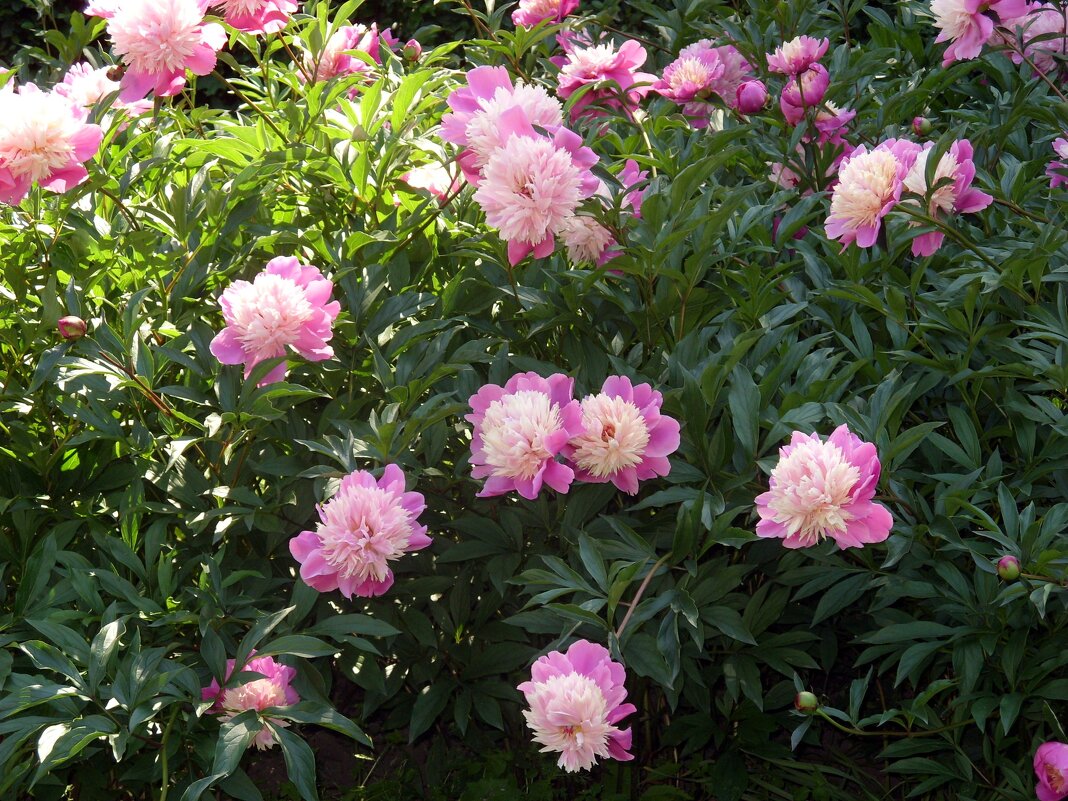 Пионы. - Ирина ***