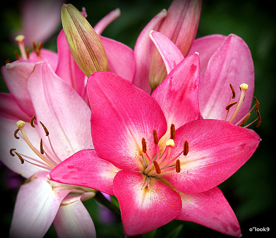 они на радость нам даны - Олег Лукьянов они на радость нам даны - Олег Лукьянов