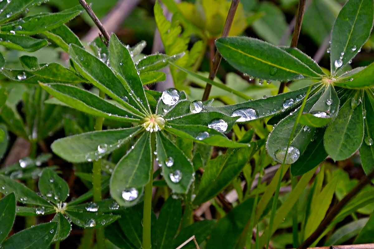 Капли дождя. - Михаил Столяров