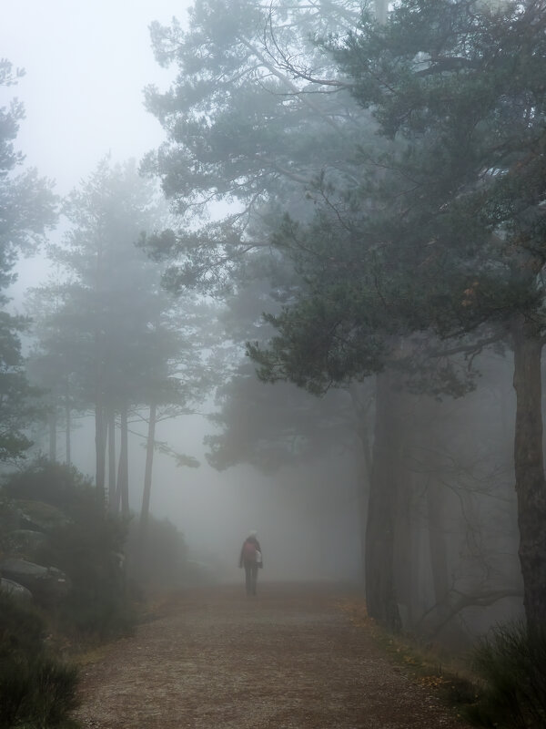 Лесной туман - Валерий Т