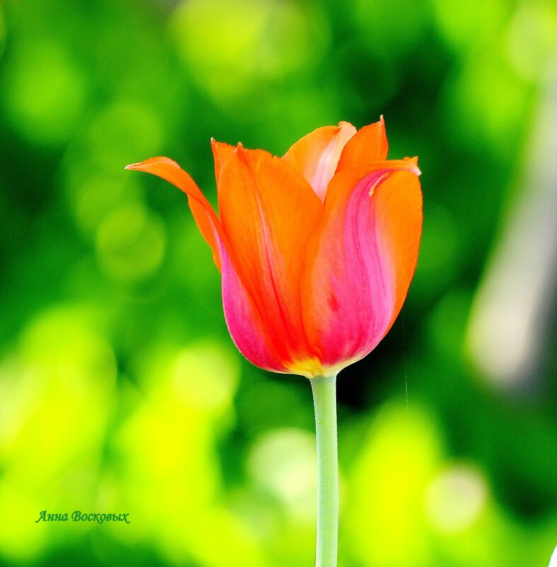 Миражи. - Восковых Анна Васильевна 