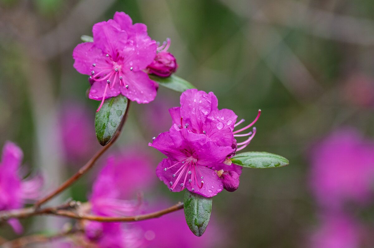 Цветущий май. - Виктор Иванович Чернюк Цветущий май. - Виктор Иванович Чернюк