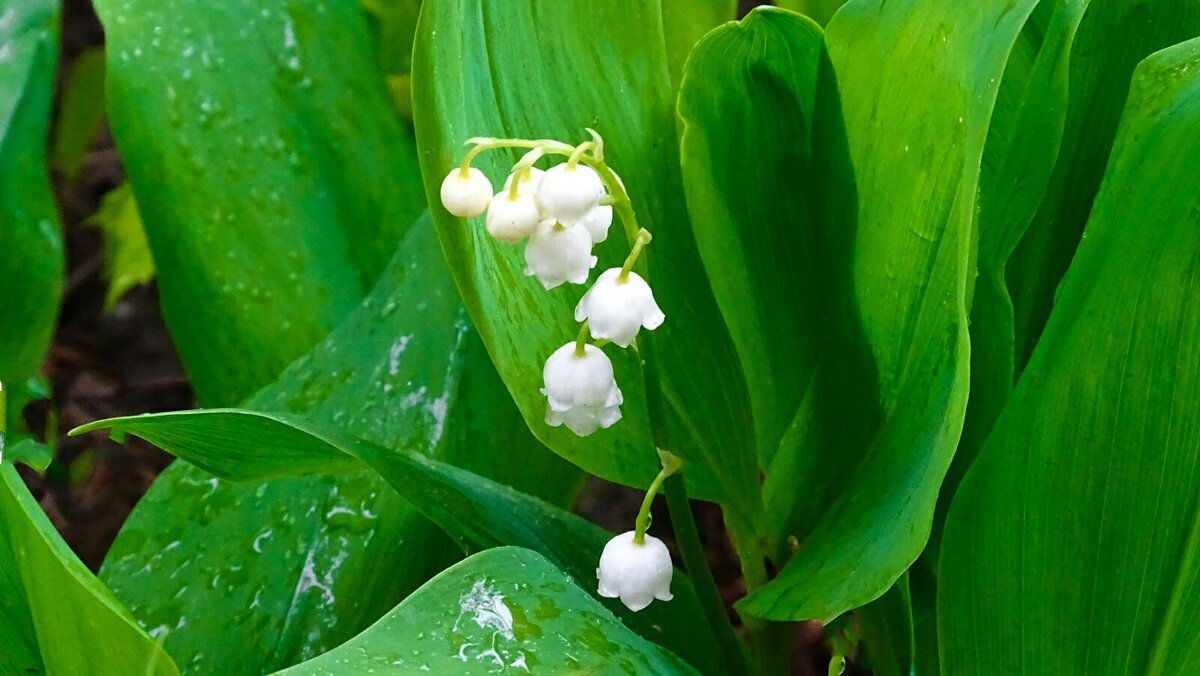 Первые ландыши в городе. - Милешкин Владимир Алексеевич Первые ландыши в городе. - Милешкин Владимир Алексеевич