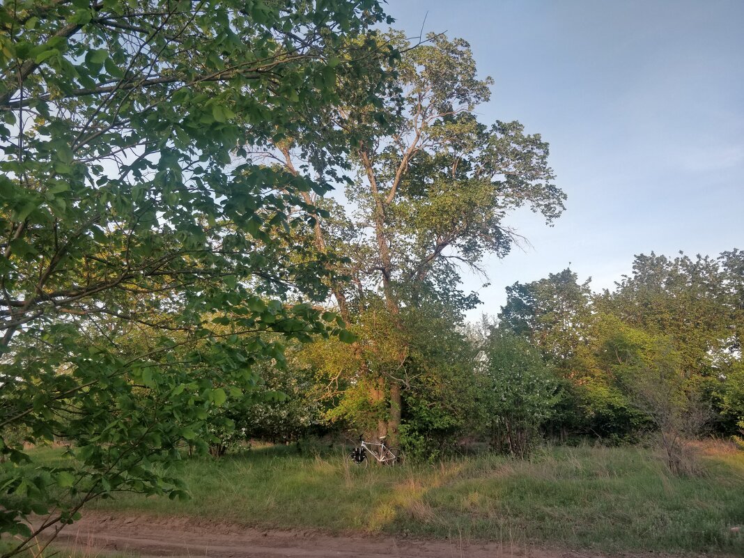 Зелёный шум деревьев. - Андрей Хлопонин Зелёный шум деревьев. - Андрей Хлопонин