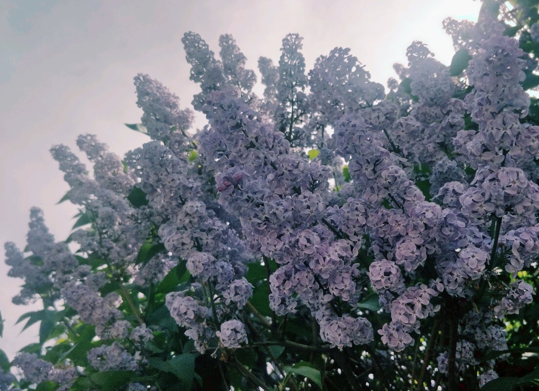 Сирень - Андрей Хлопонин Сирень - Андрей Хлопонин