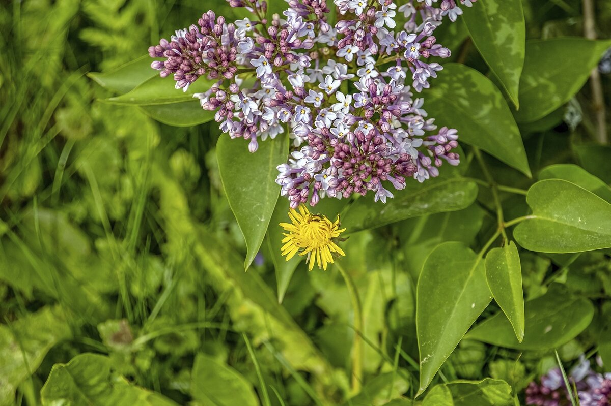 Приласкала сирень одуванчика - Валерий Иванович Приласкала сирень одуванчика - Валерий Иванович