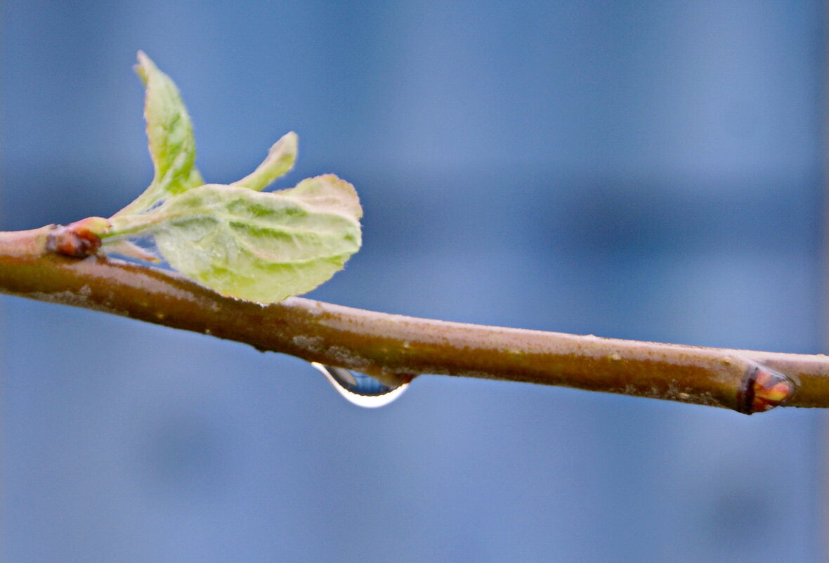 Капля дождя. - сергей ермошкин Капля дождя. - сергей ермошкин