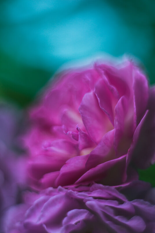 Маннингтон мав рамблер - сорт кустовых роз - Дмитрий Маннингтон мав рамблер - сорт кустовых роз - Дмитрий