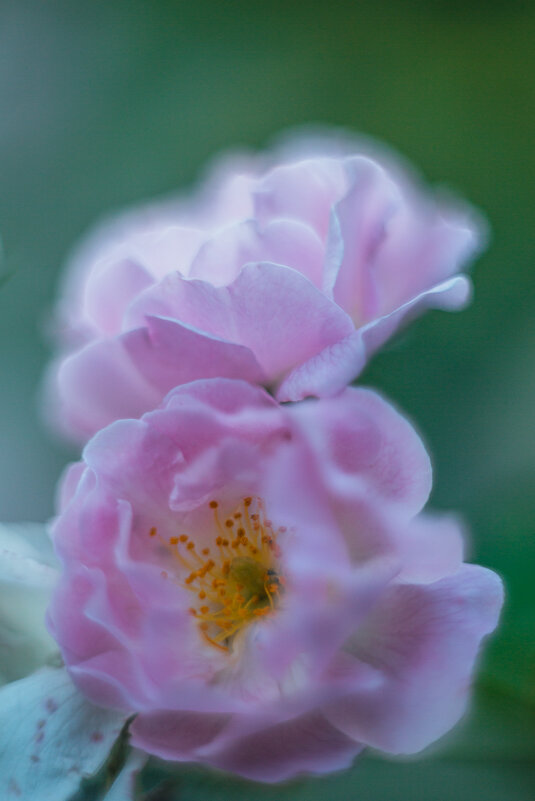 Маннингтон мав рамблер - сорт кустовых роз - Дмитрий 