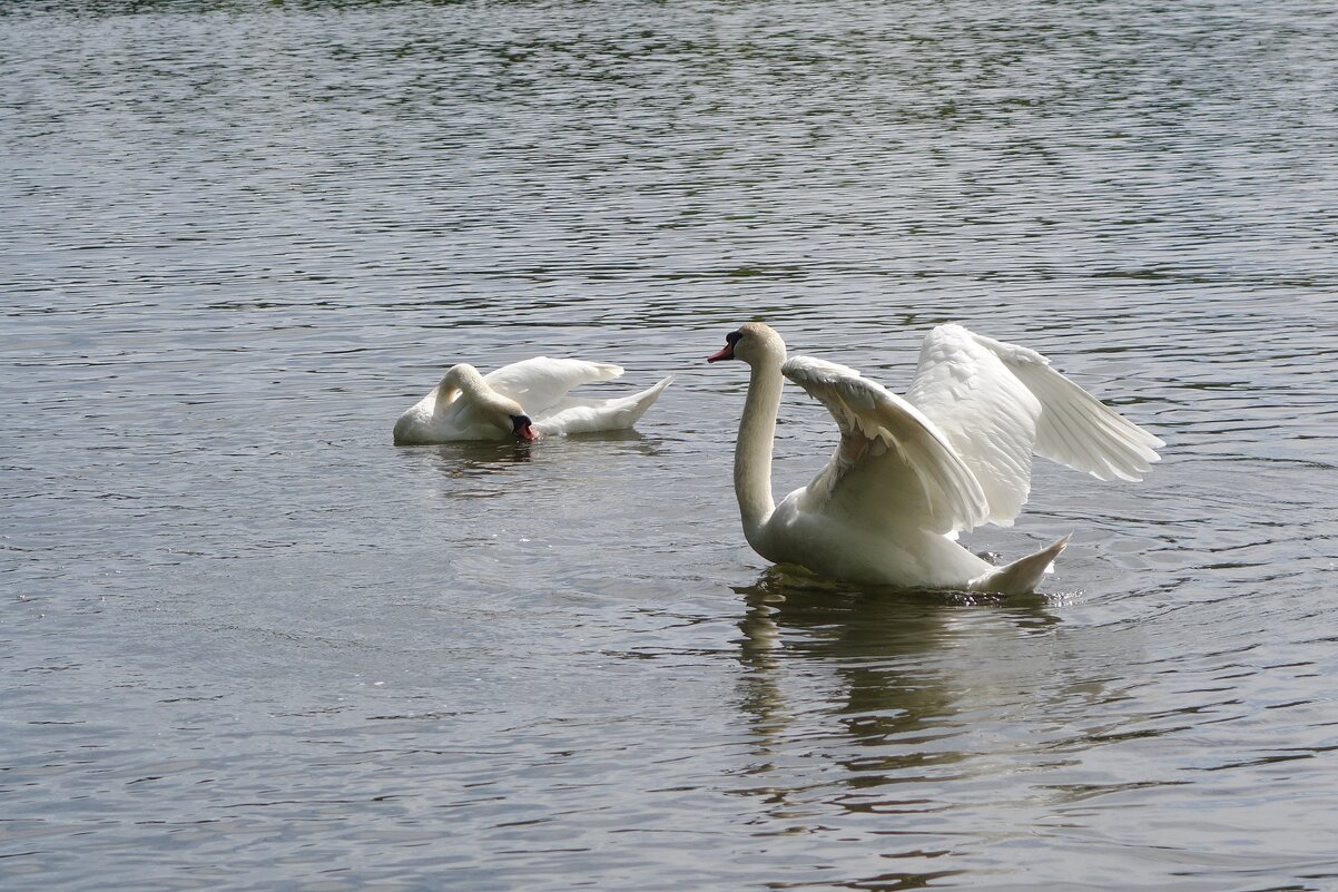 Лебеди в городском парке - Рита Симонова Лебеди в городском парке - Рита Симонова
