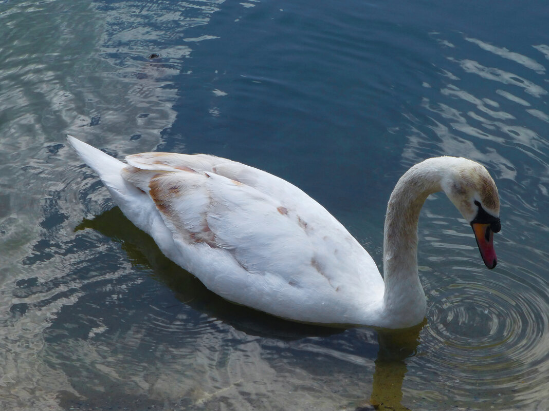 Молодняк - Валентин Семчишин Молодняк - Валентин Семчишин