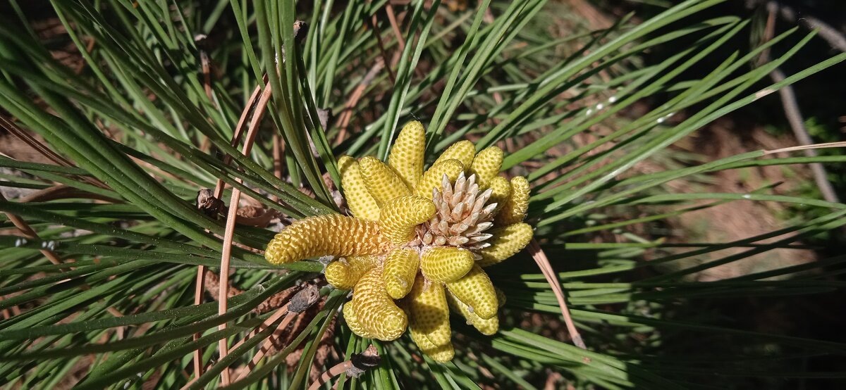 роза сосновая - Елена Шаламова